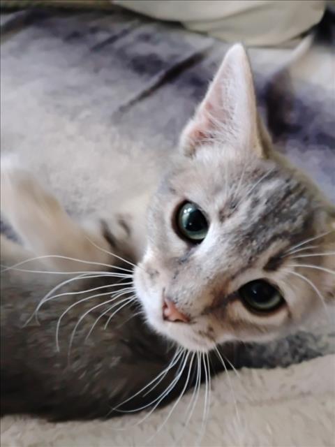*CONNOR, a cat for adoption from Yolo County Animal Services Shelter