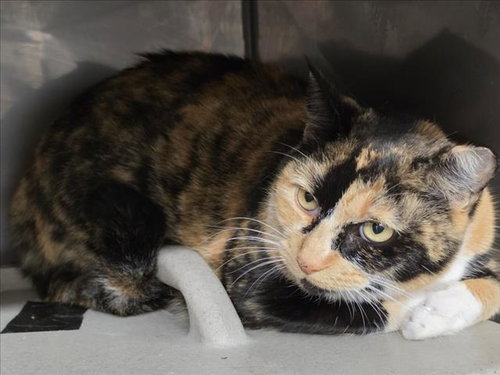 LITTLE GIRL, a cat for adoption from Yolo County Animal Services Shelter