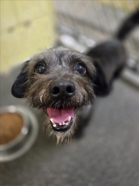 *CRANBERRY, a dog for adoption from Yolo County Animal Services Shelter