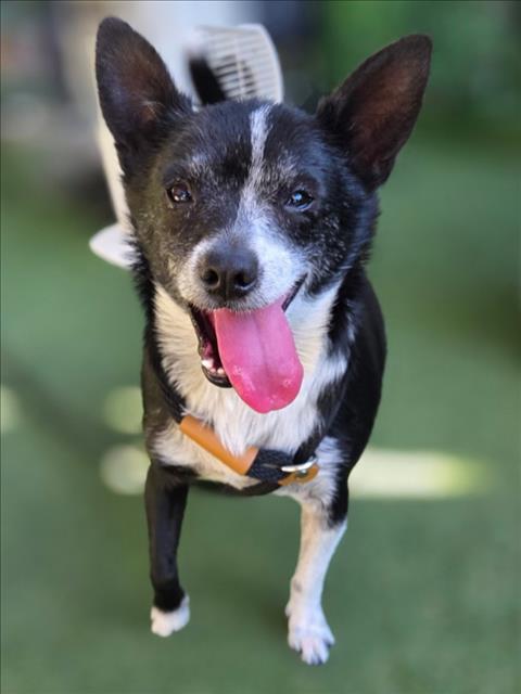 *ACORN, a dog for adoption from Yolo County Animal Services Shelter