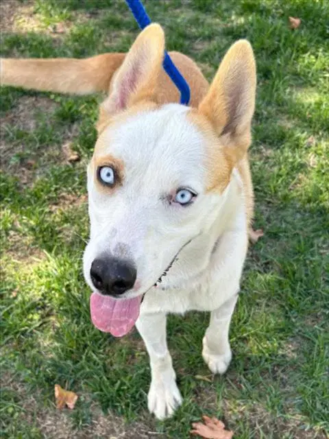 Popcorn - Husky