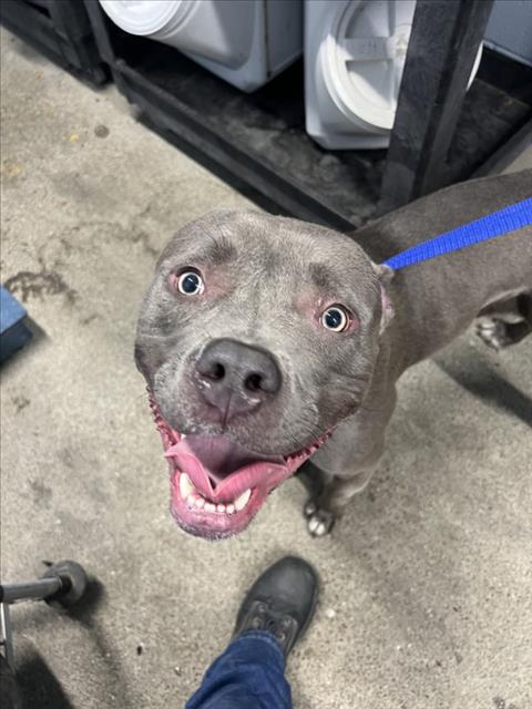 KING, a dog for adoption from Yolo County Animal Services Shelter