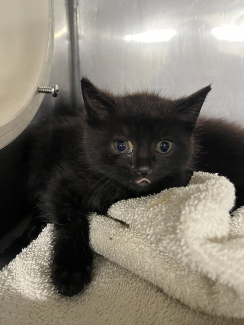 *CHOCO, a cat for adoption from Yolo County Animal Services Shelter