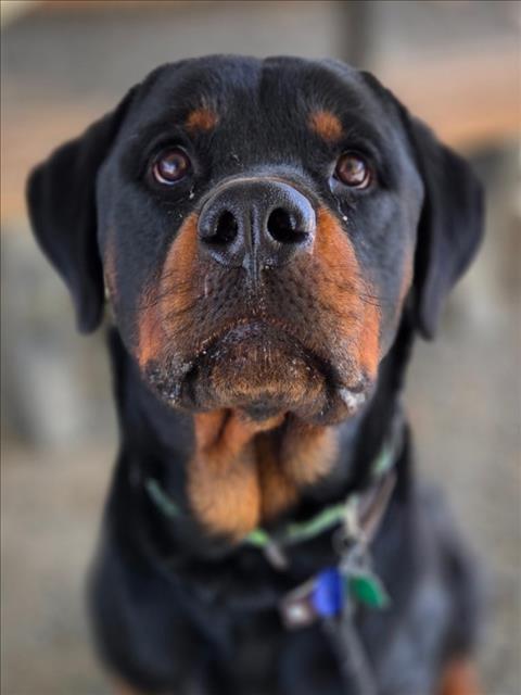 Paco