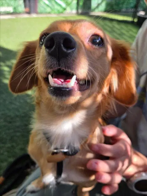 Confetti - Dachshund