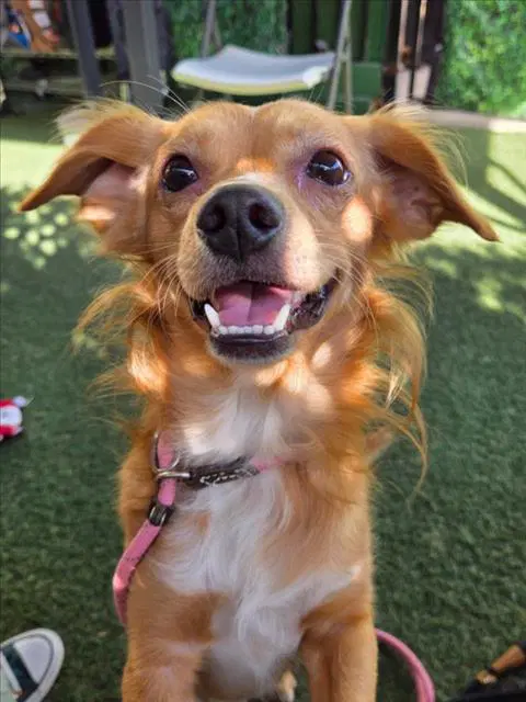 Clarke - Dachshund