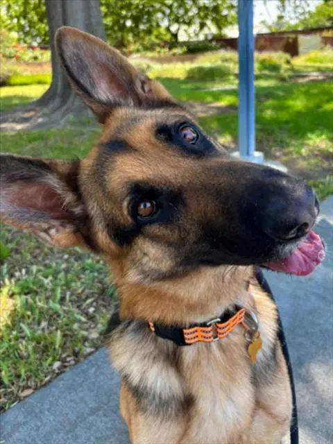 Samson - German Shepherd Dog