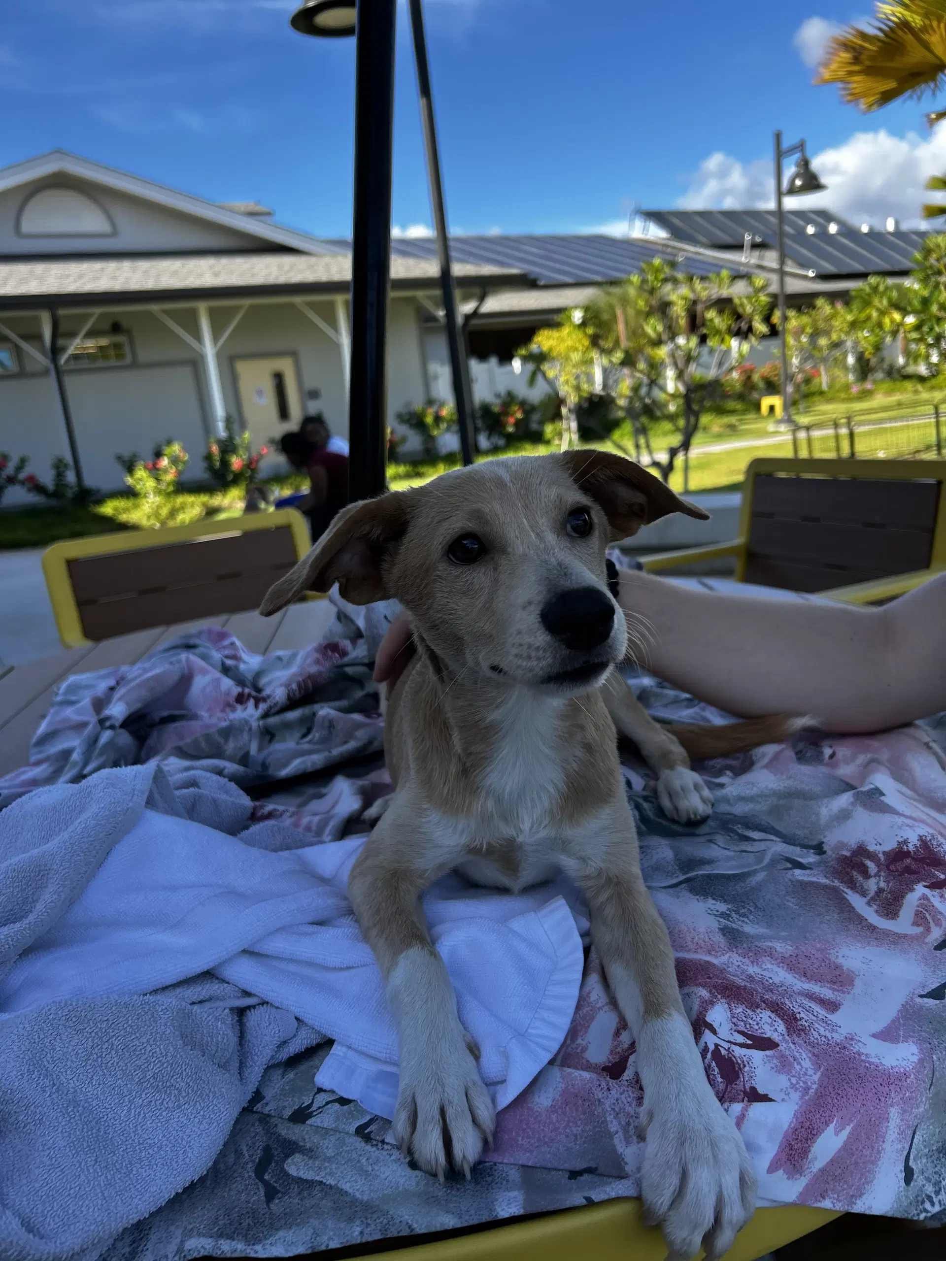 Negan - Labrador Retriever