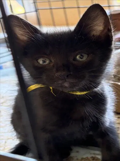 Yellow - Domestic Short Hair