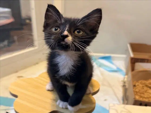 Hershey - Domestic Short Hair