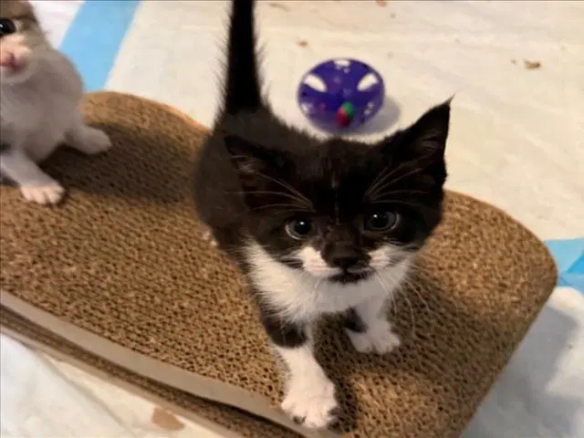 Milky Way - Domestic Medium Hair