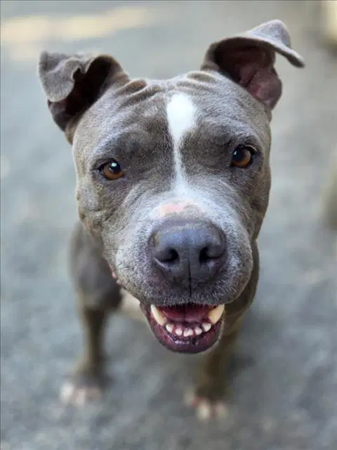 Bubbles - Pit Bull Terrier