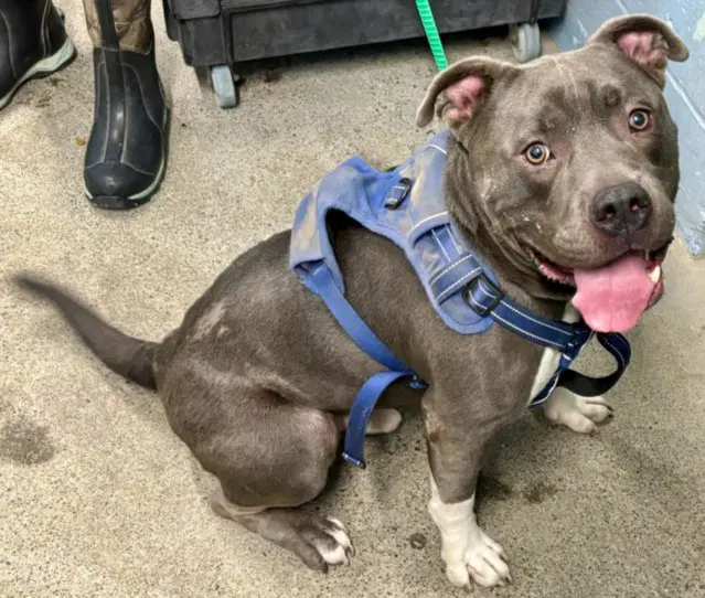 Hades - Pit Bull Terrier