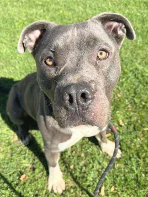 Hades - Pit Bull Terrier