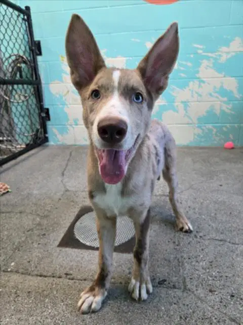 Maple - Australian Cattle Dog/Blue Heeler
