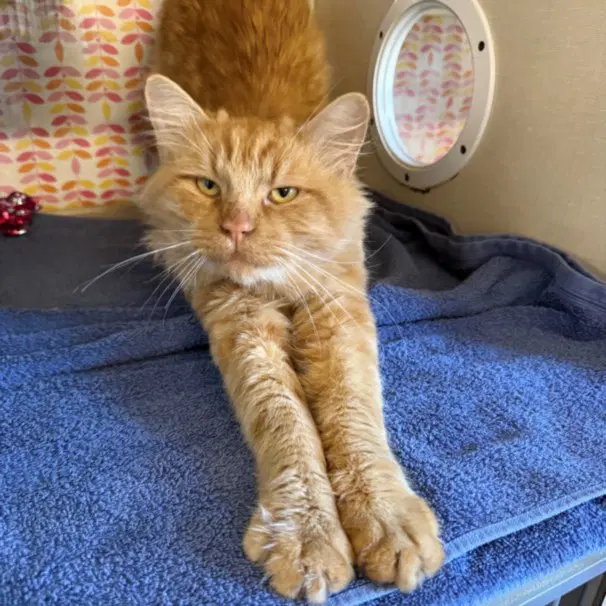 Laurie - Domestic Medium Hair
