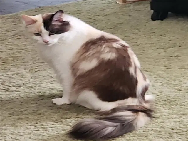 Quin Lee - Domestic Long Hair