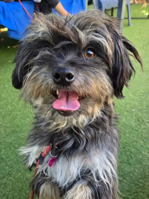 Freddy - Terrier