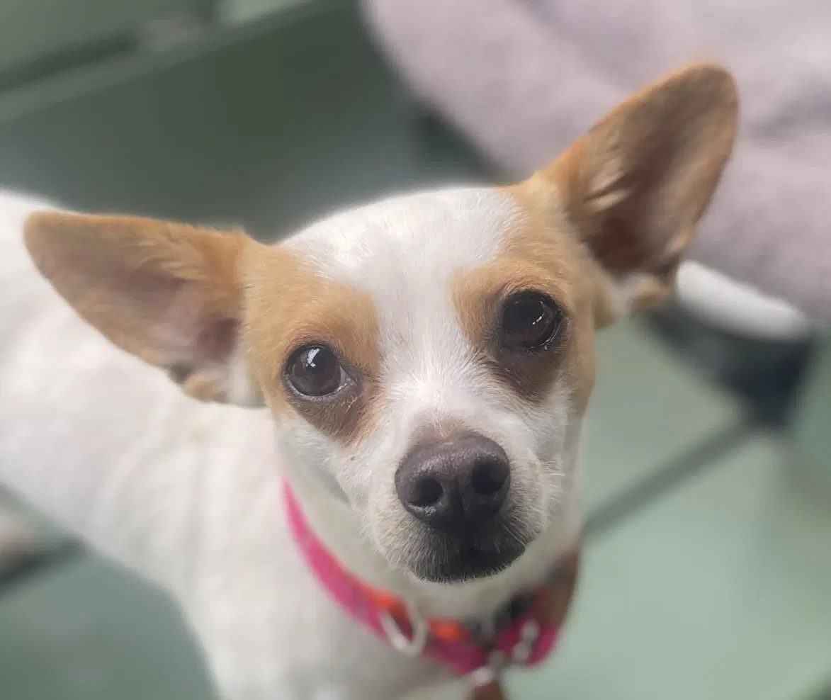 Winston - Chihuahua