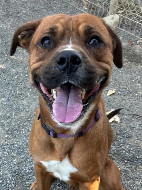 August - Mastiff