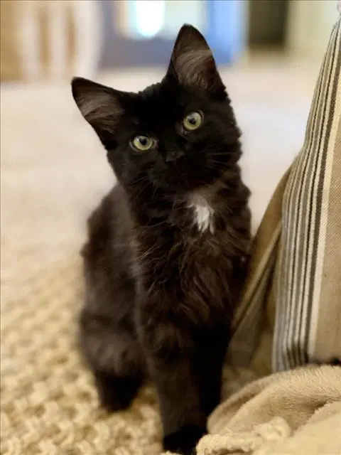 Jenny - Domestic Medium Hair