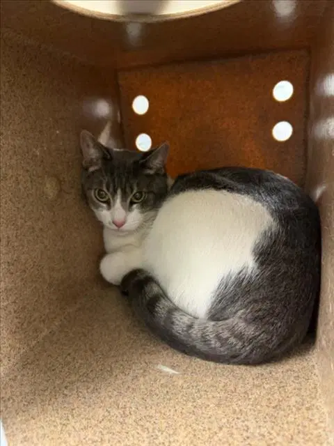 Ray Ray - Domestic Short Hair