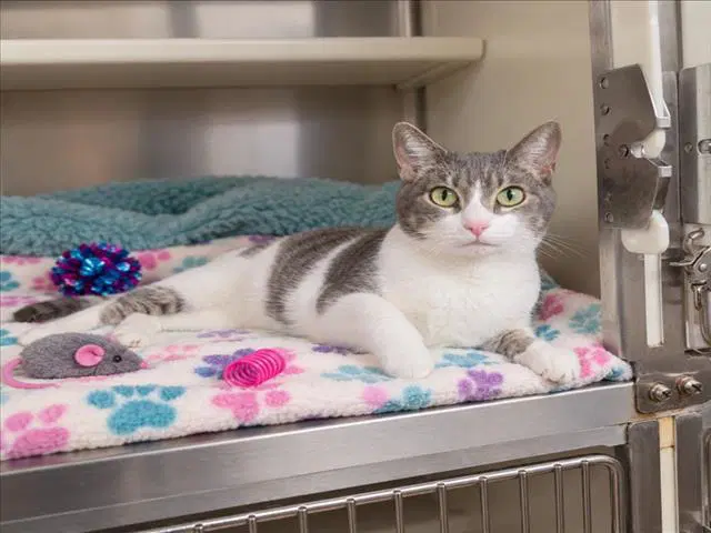 Ray Ray - Domestic Short Hair