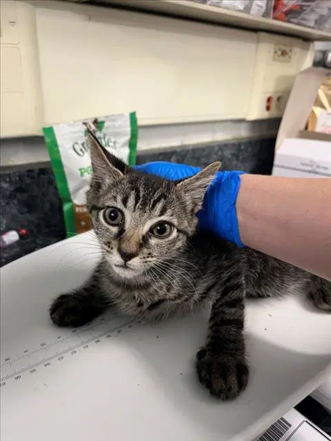 Bread - Domestic Short Hair