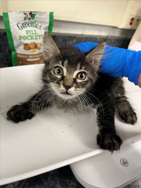 Butter - Domestic Medium Hair