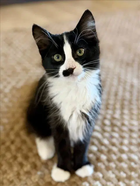 Ollie - Domestic Medium Hair