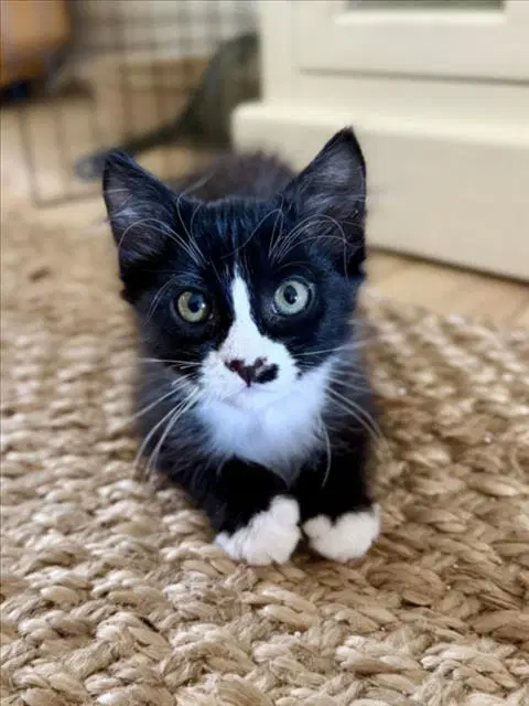 Winnie - Domestic Short Hair