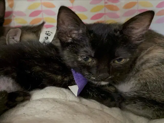 Felix - Domestic Short Hair