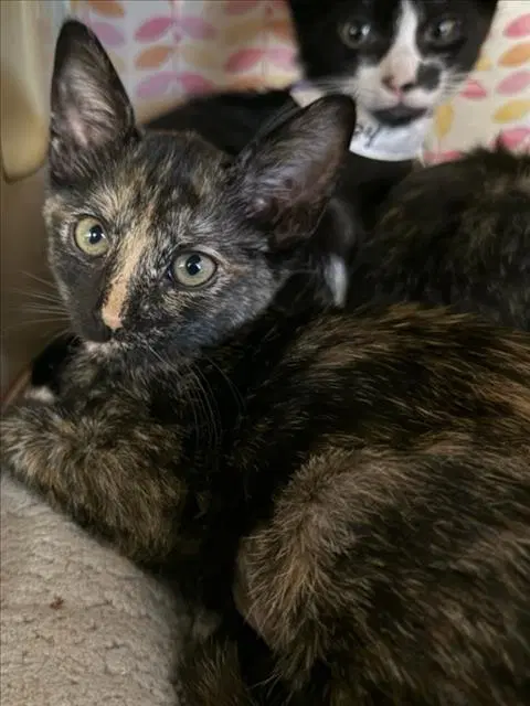 Oliver - Domestic Short Hair