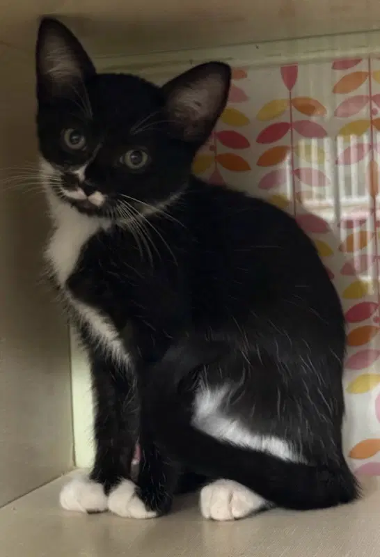 Unknown - Domestic Short Hair