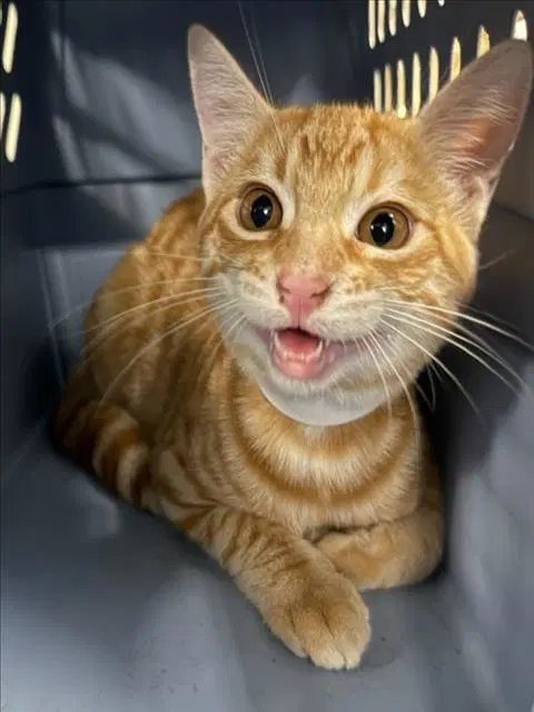 Jasper - Domestic Short Hair
