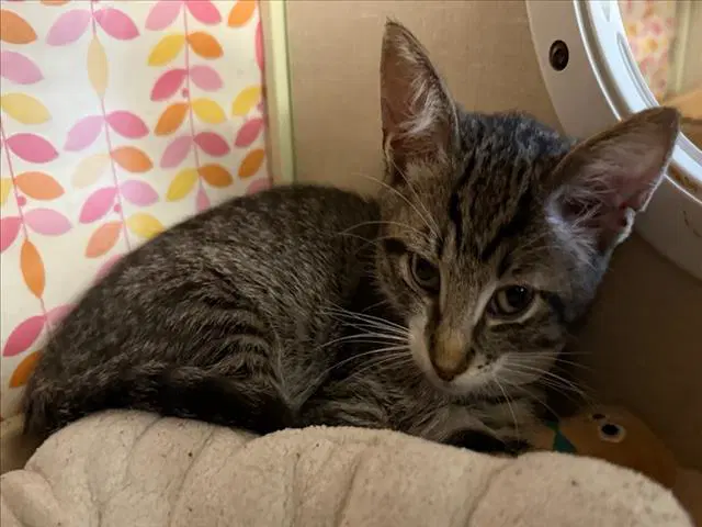 Unknown - Domestic Short Hair