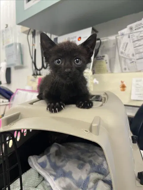 Treat - Domestic Short Hair