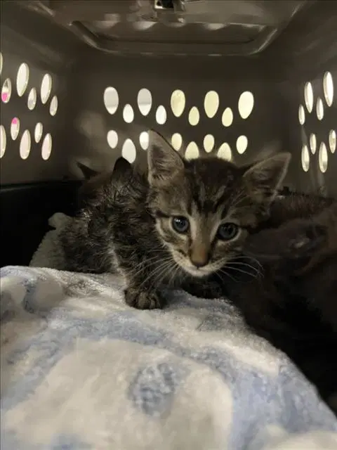 Trick - Domestic Short Hair