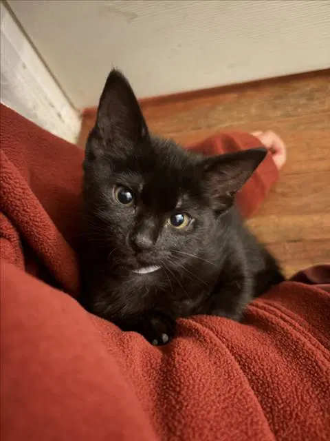 Nixie - Domestic Short Hair