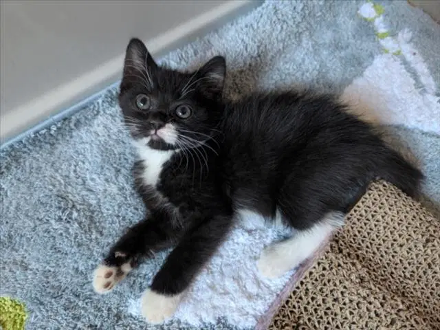 Rhea - Domestic Medium Hair