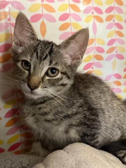 Luna - Domestic Short Hair