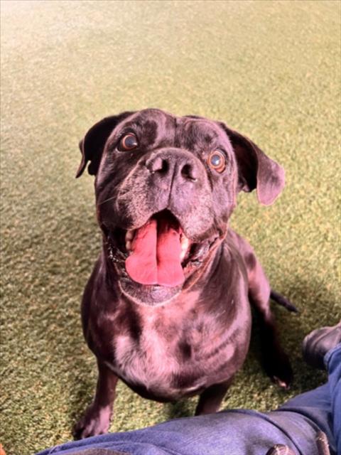 Bandito