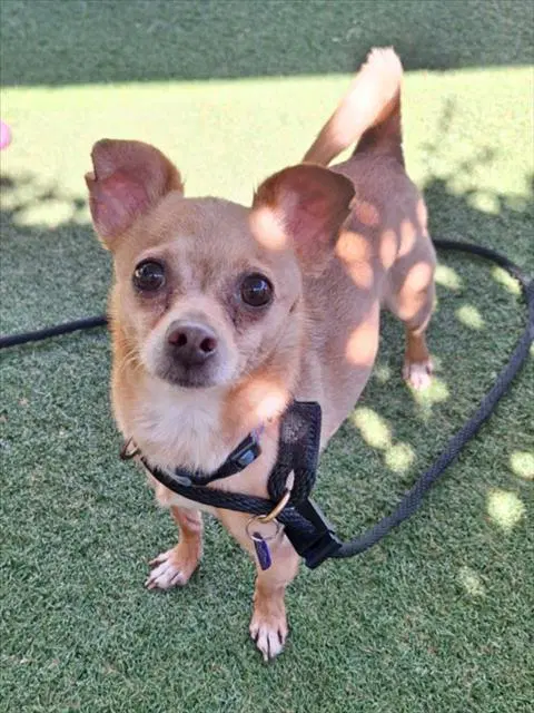 Pedro Fendi - Chihuahua