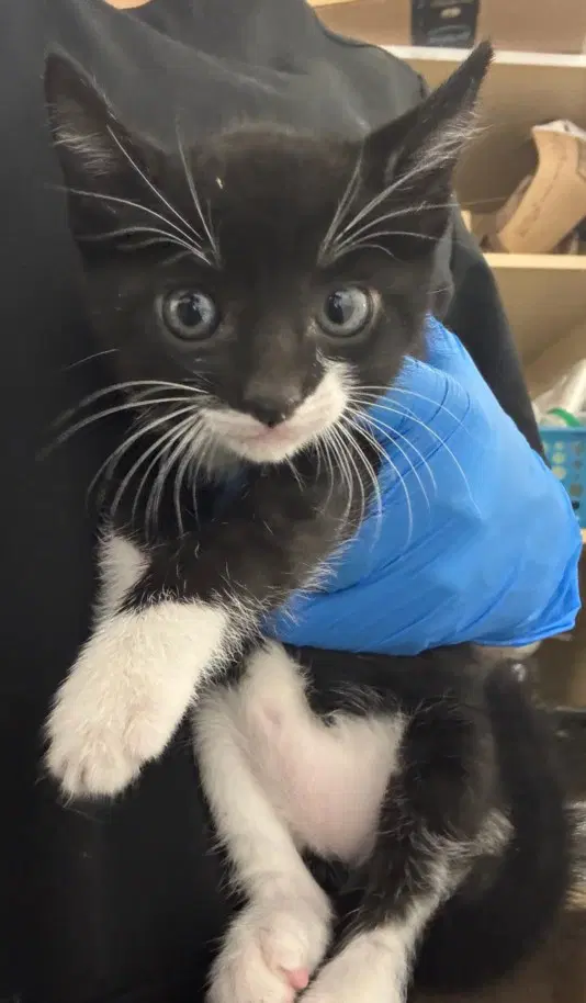 Pedro - Domestic Short Hair