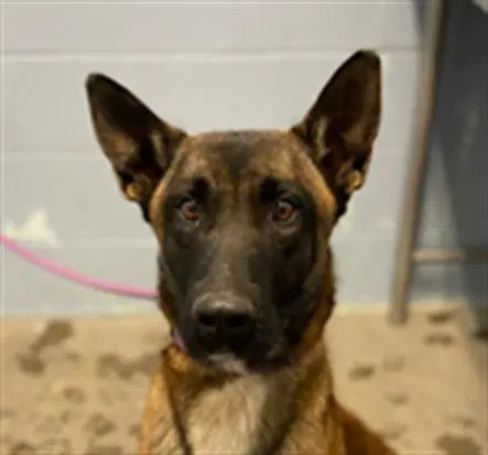 Boss - Belgian Shepherd Malinois