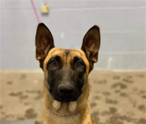 Lumi - Belgian Shepherd Malinois