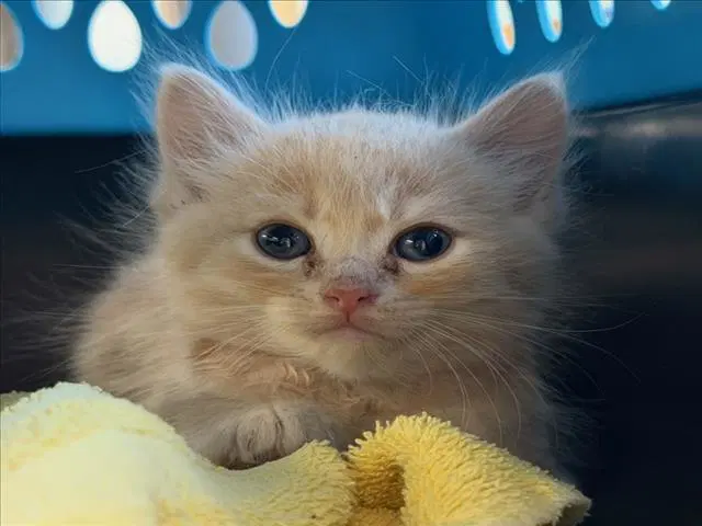Barry - Domestic Medium Hair