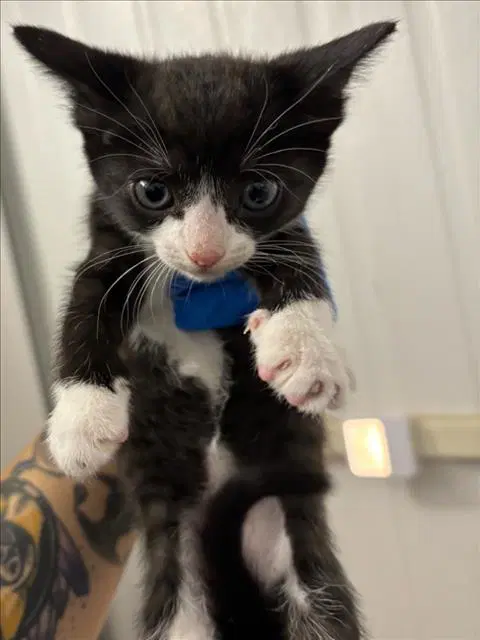 Tiny - Domestic Short Hair