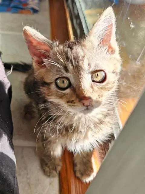 Hamish - Domestic Short Hair