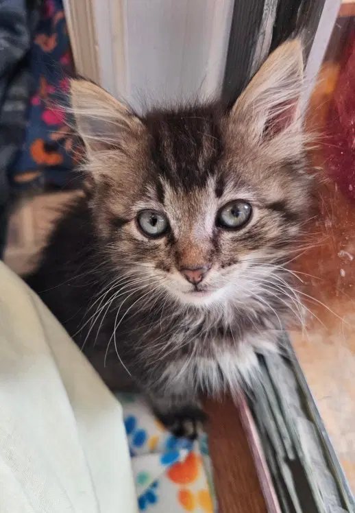 Anabelle - Domestic Long Hair